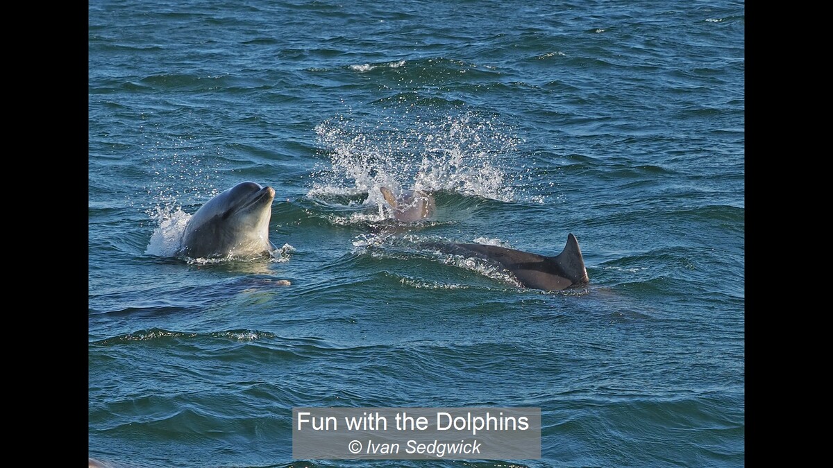 Fun with the Dolphins